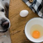 Can Dogs Eat Cooked Egg Whites