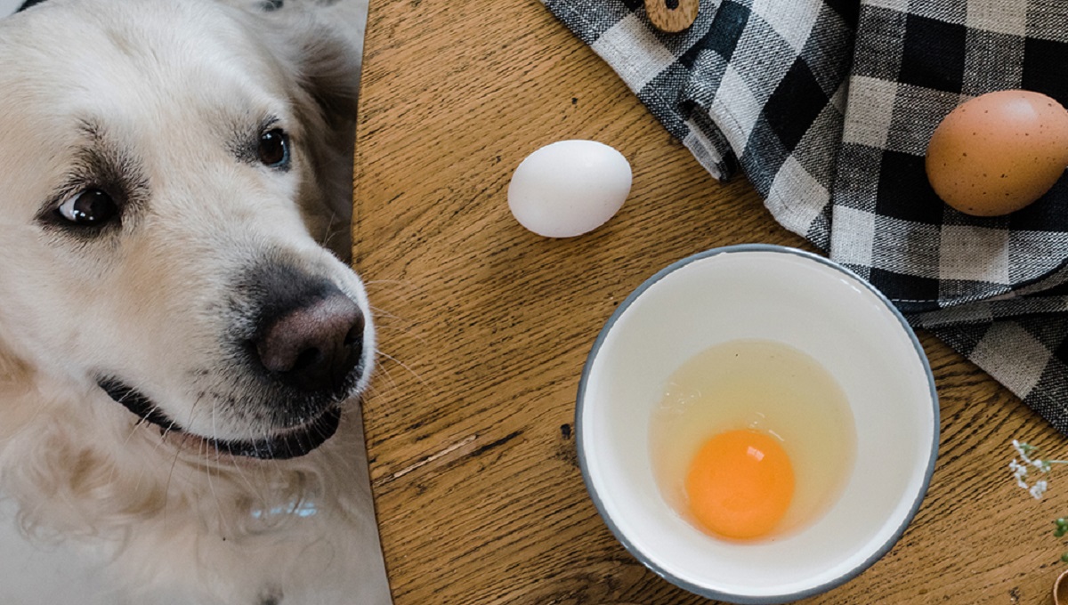 Photo inspiration: Visual Reference: Can Dogs Eat Cooked Egg Whites