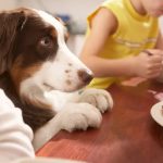 Can Dogs Eat Garlic Chicken