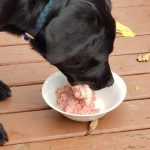 Can Dogs Eat Raw Chicken Mince
