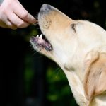 Can a Dog Eat Crisps