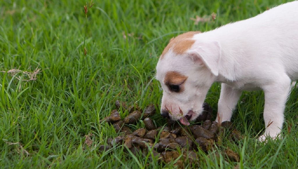 Can a Dog Eating Poop Make Them Sick