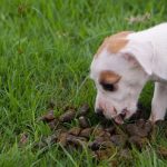 Can a Dog Eating Poop Make Them Sick