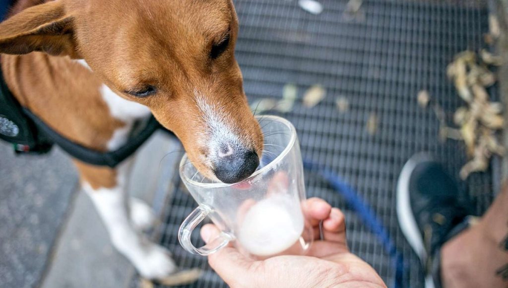 Can Dogs Drink Lactose-Free Milk