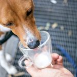 Can Dogs Drink Lactose-Free Milk