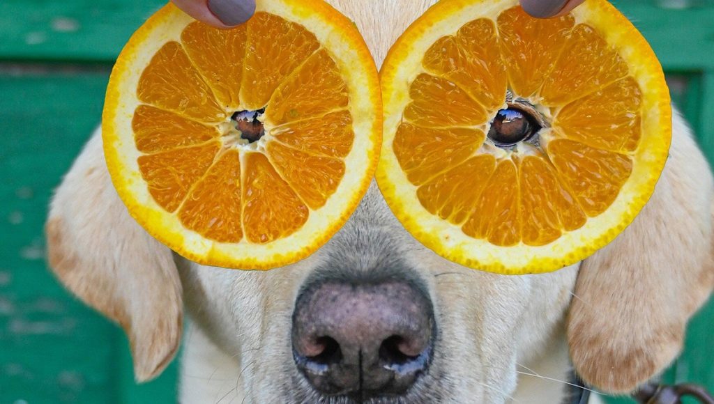 Can Dogs Eat Oranges Peels