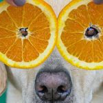 Can Dogs Eat Oranges Peels