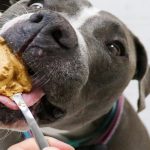 Can Dogs Eat Peanuts Butter