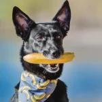 Can Dogs Eat Bananas UK