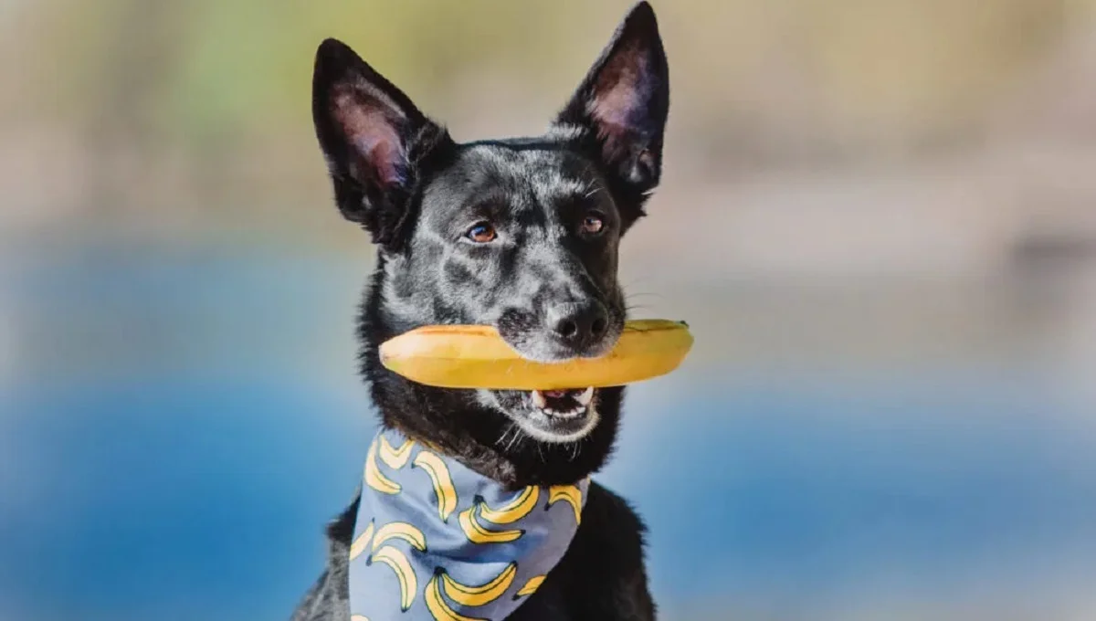 Can Dogs Eat Bananas UK