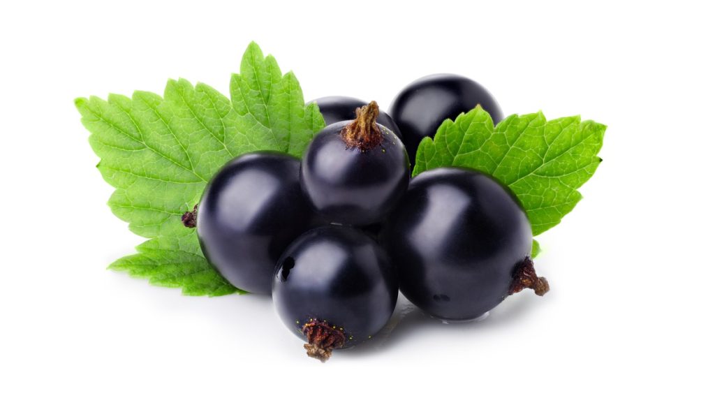 Can Dogs Eat Blackcurrants