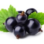 Can Dogs Eat Blackcurrants