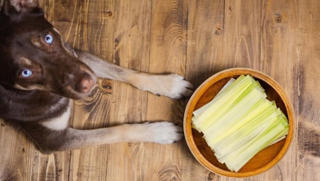 Can Dogs Eat Leek