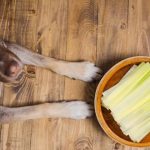 Can Dogs Eat Leek