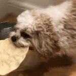 Can Dogs Eat Poppadoms