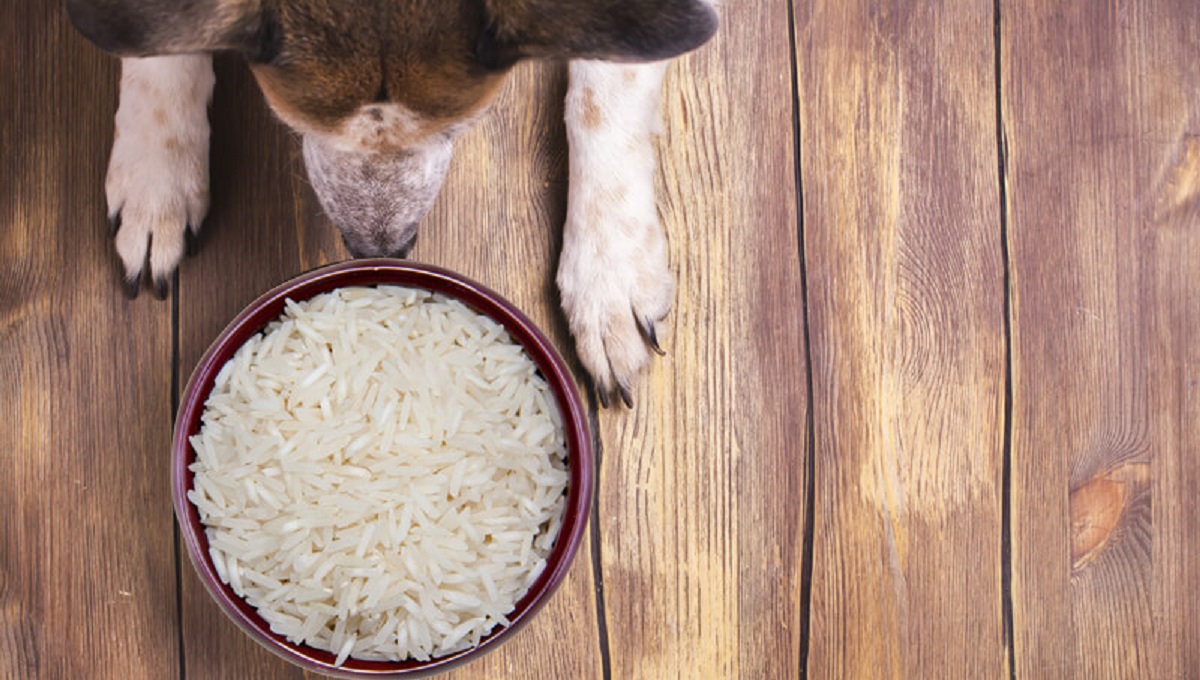 Can Dogs Eat Rice Pudding? Pet Help Reviews UK