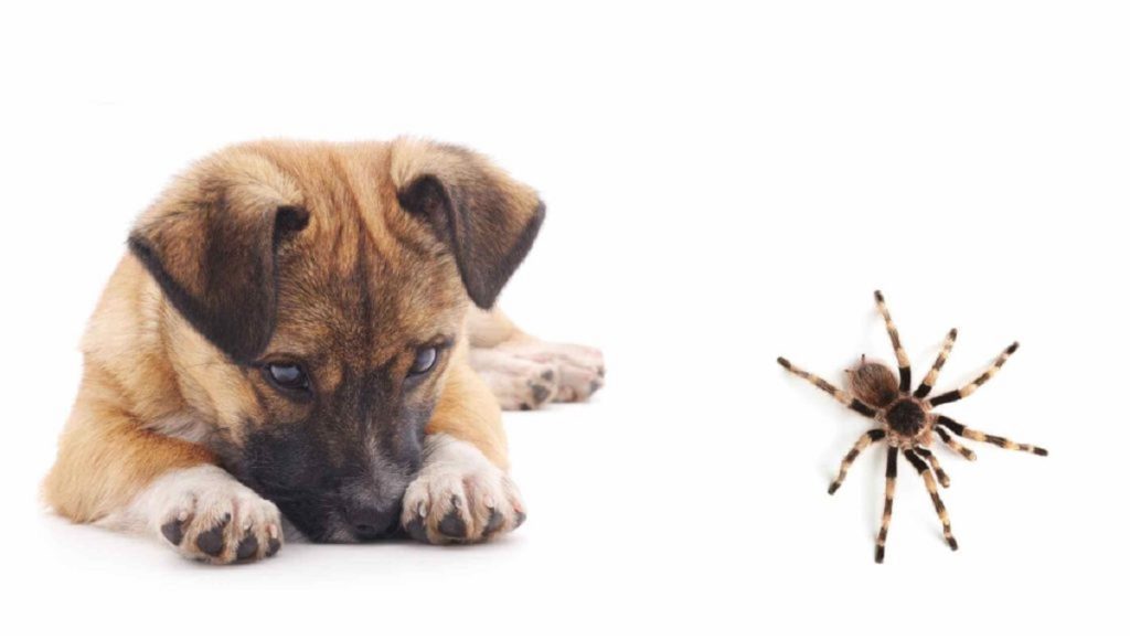 Can Dogs Eat Spiders