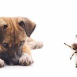 Can Dogs Eat Spiders