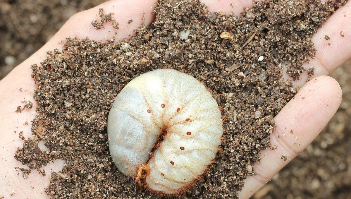 Can Dogs Eat Worms? Pet Help Reviews UK