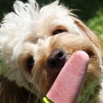 Can Dogs Have Ice Lollies