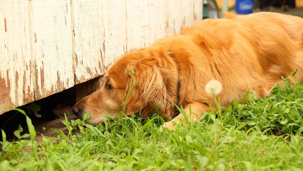 Are Mice Scared of Dogs