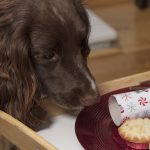 Are Mince Pies Bad for Dogs