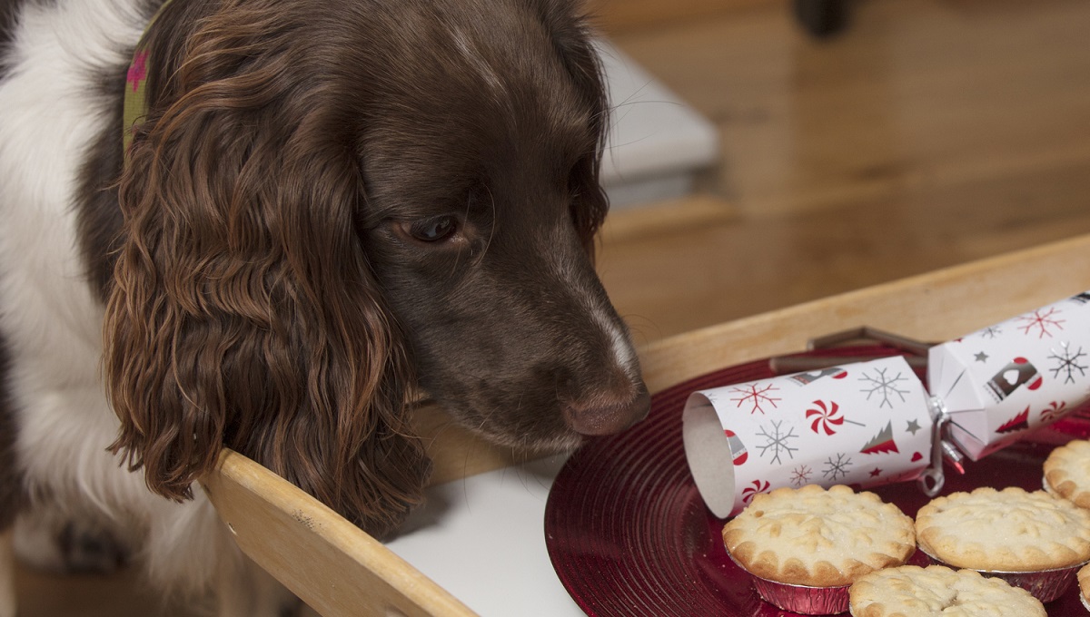 Are Mince Pies Bad for Dogs? Pet Help Reviews UK