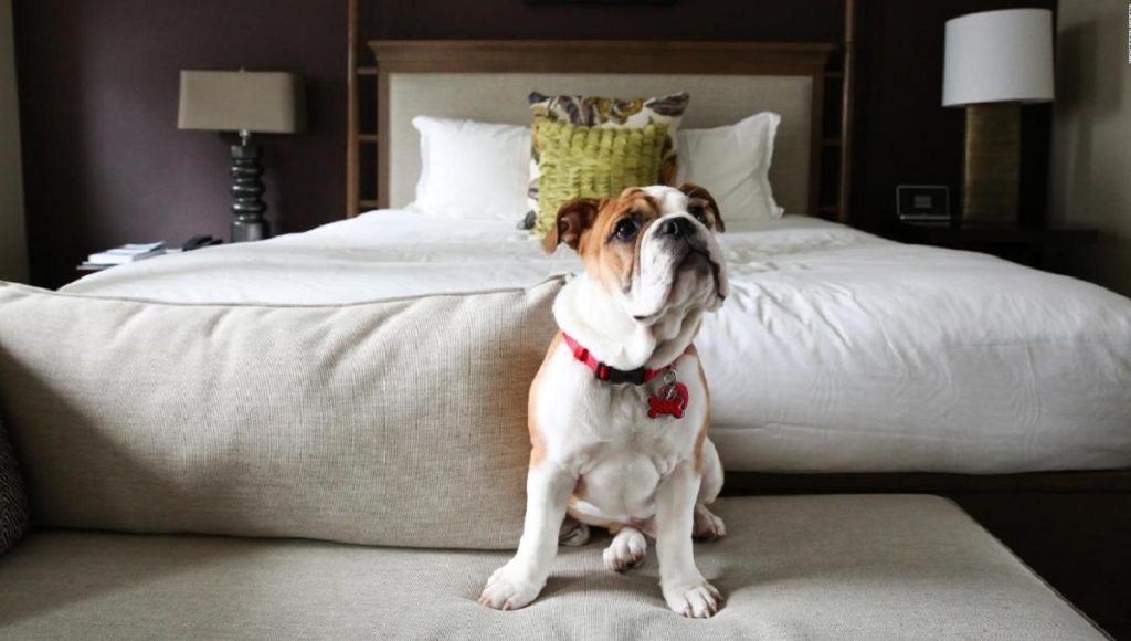 Are Premier Inns Dog Friendly