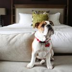 Are Premier Inns Dog Friendly