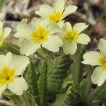 Are Primroses Poisonous to Dogs