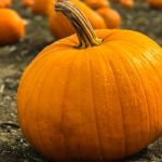 Are Pumpkins Poisonous to Dogs