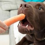 Are Raw Carrots Good for Dogs