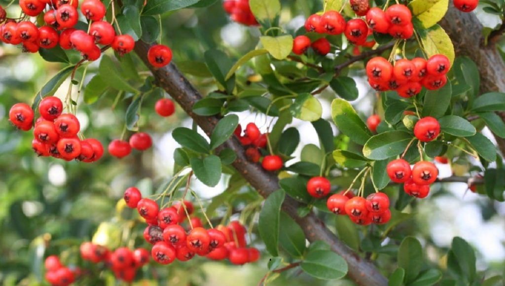 Are Red Berries Poisonous to Dogs