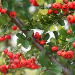 Are Red Berries Poisonous to Dogs