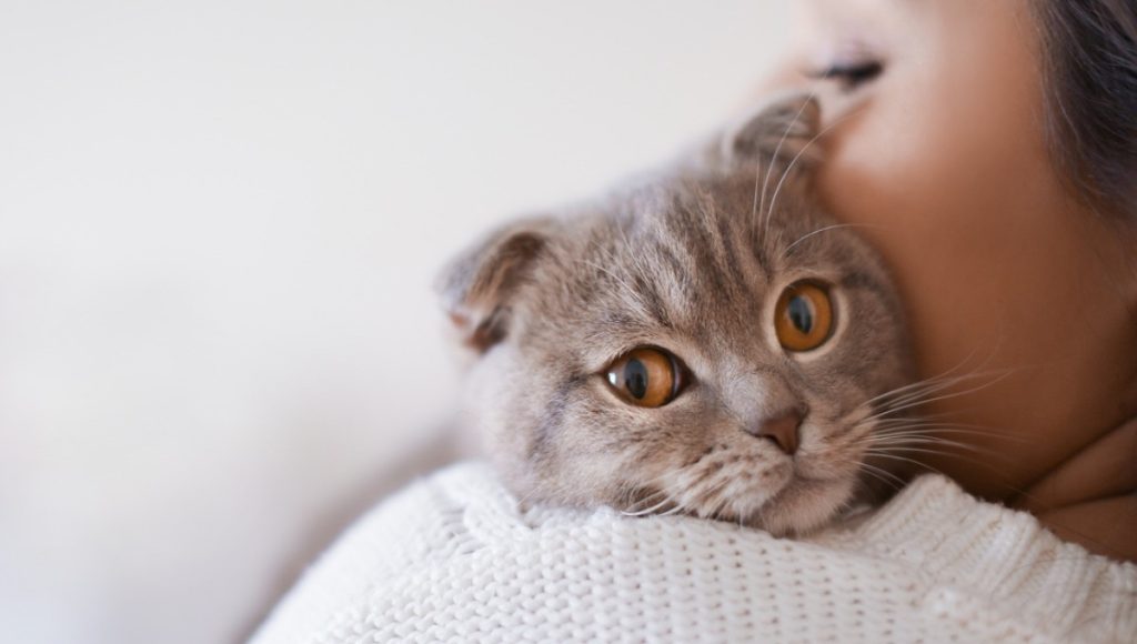 Can Cats Detect Pregnancy