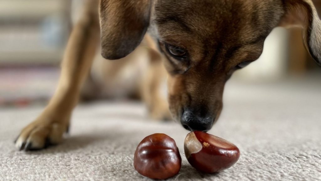 Can Dogs Eat Conkers