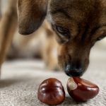 Can Dogs Eat Conkers