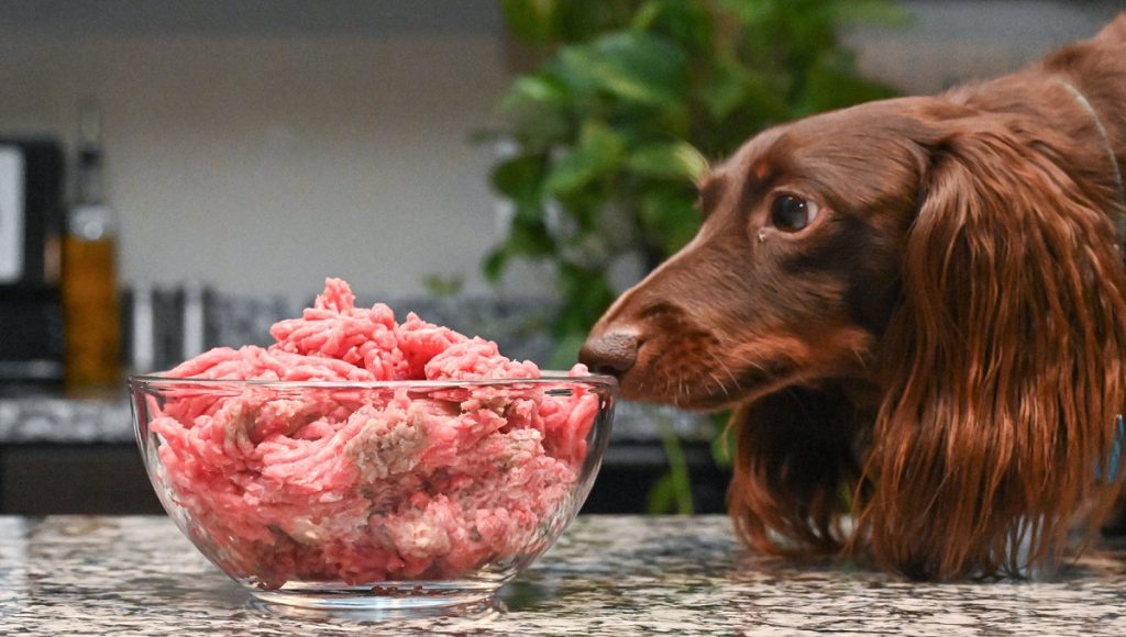 Can Dogs Eat Frozen Meat