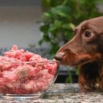 Can Dogs Eat Frozen Meat