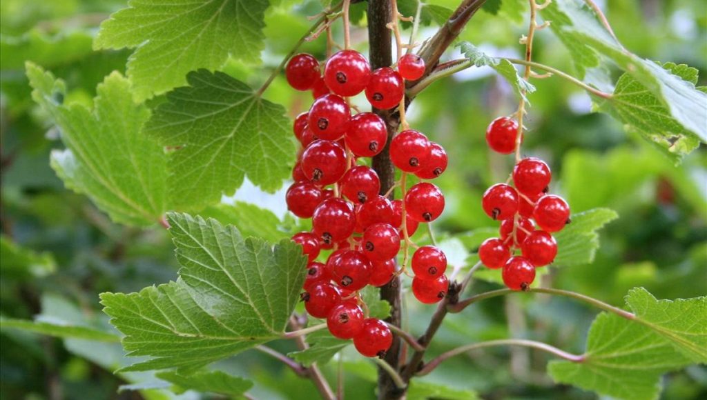 Can Dogs Eat Redcurrants