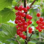 Can Dogs Eat Redcurrants