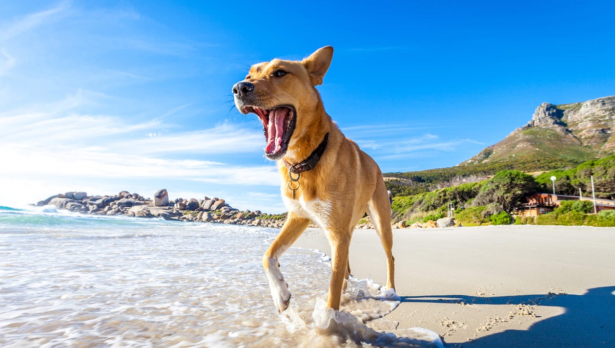 Are Pets Allowed at Surfside Beach? Pet Help Reviews UK