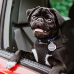 Are Pets Allowed In Budget Rent a Car