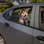 Are Pets Allowed in Cabify?