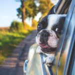 Are Pets Allowed in Dollar Car Rental