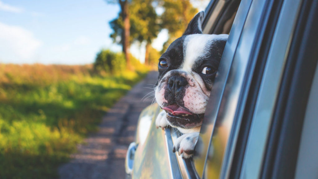 Are Pets Allowed in Dollar Car Rental