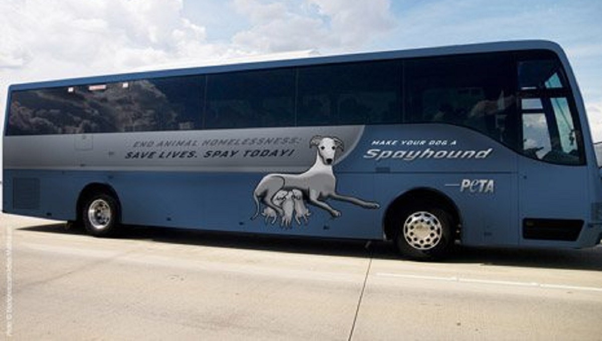 greyhound bus travel with pets