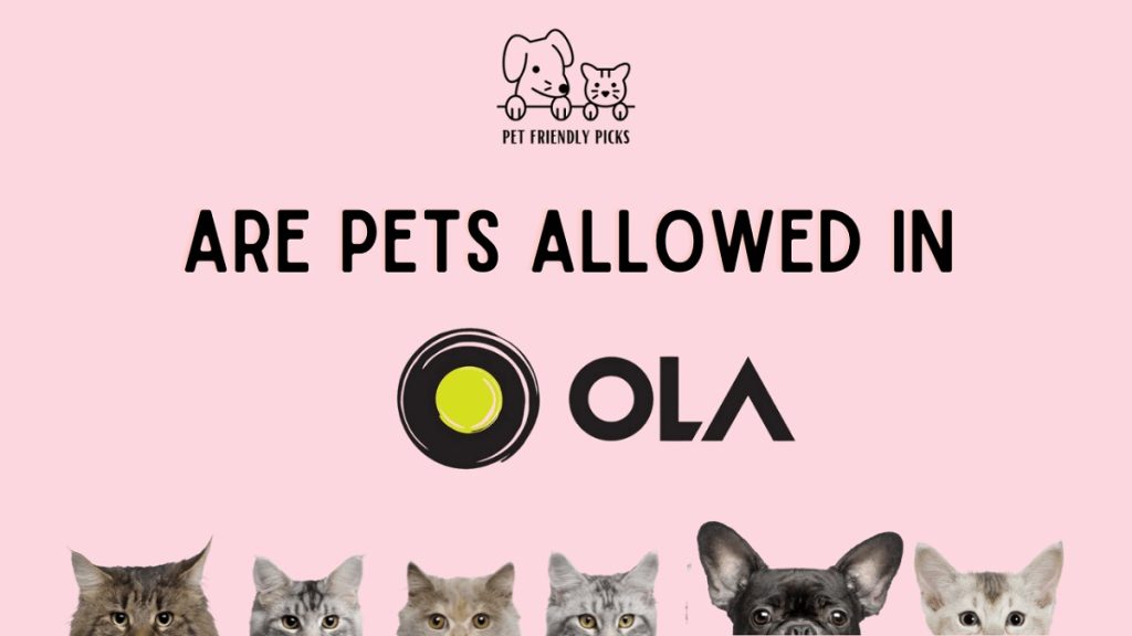 Are Pets Allowed in Ola Cabs