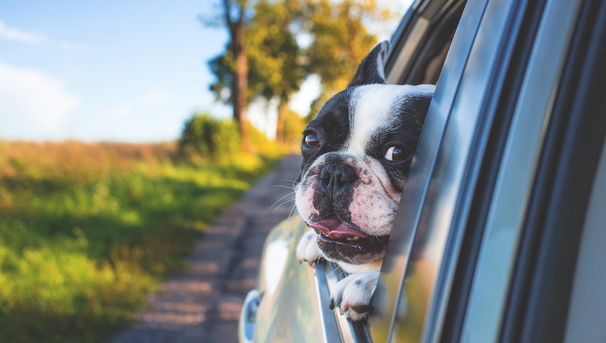 Are Pets Allowed in Zipcar? Pet Help Reviews UK