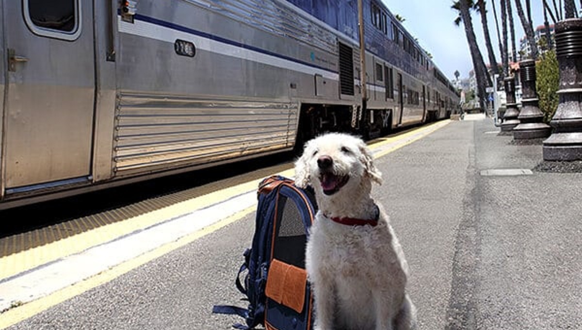 Are Pets Allowed on Amtrak? Pet Help Reviews UK